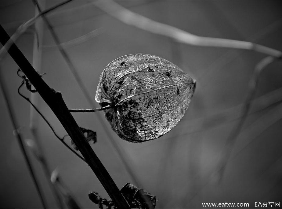 dsc_0106__2__by_placi1-dau6808.jpg